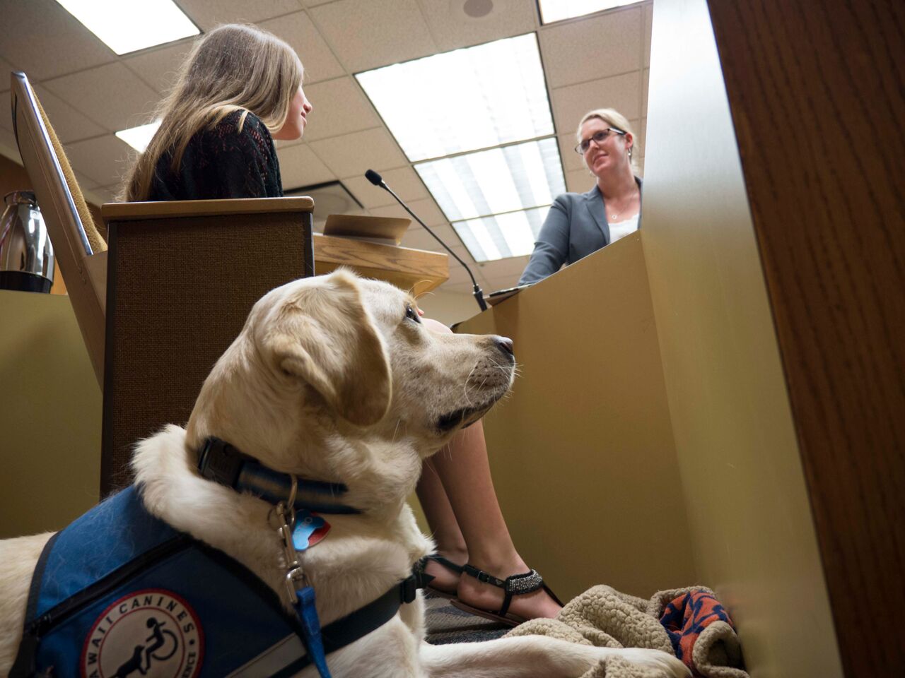 Courthouse facility dog. By David Walsen [CC BY-SA 3.0 (https://creativecommons.org/licenses/by-sa/3.0) or GFDL (http://www.gnu.org/copyleft/fdl.html)], via Wikimedia Commons